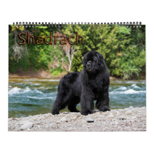 Notta Bear Newfoundlands Jahr von Shadrach Kalender
