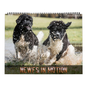 Notta Bear Newfs in Motion Calendar Kalender