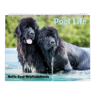 Notta Bear Newfundlands Pool Calendar Kalender