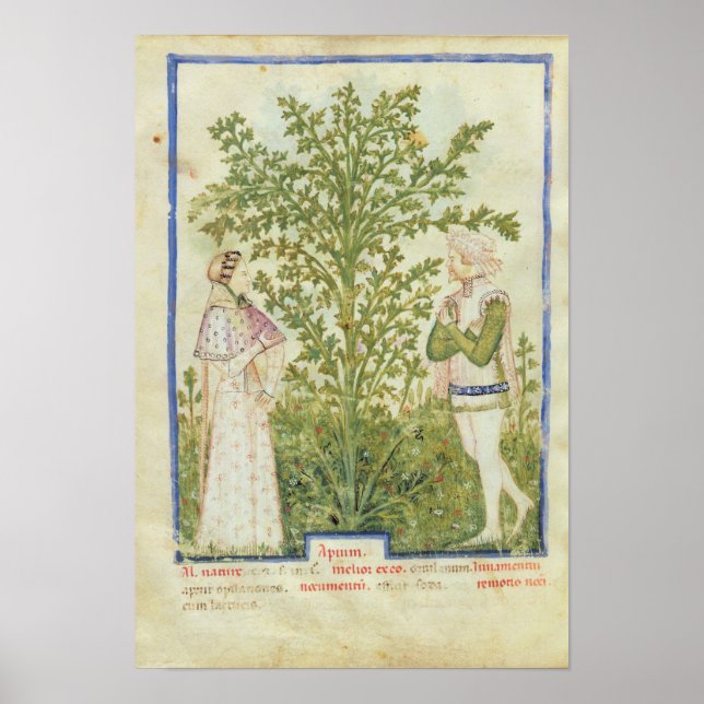 Nouv Acq Lat Celery von 'Tacuinum Sanitatis' Poster (Vorne)