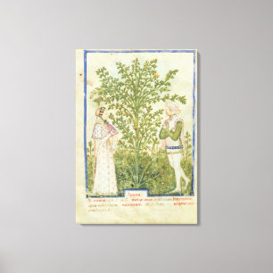 Nouv Acq Lat-Sellerie, von 'Tacuinum Sanitatis Leinwanddruck