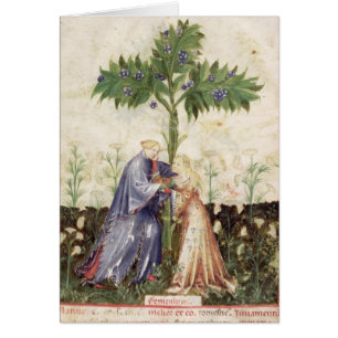 Nouv Acq LatFennel, von 'Tacuinum Sanitatis