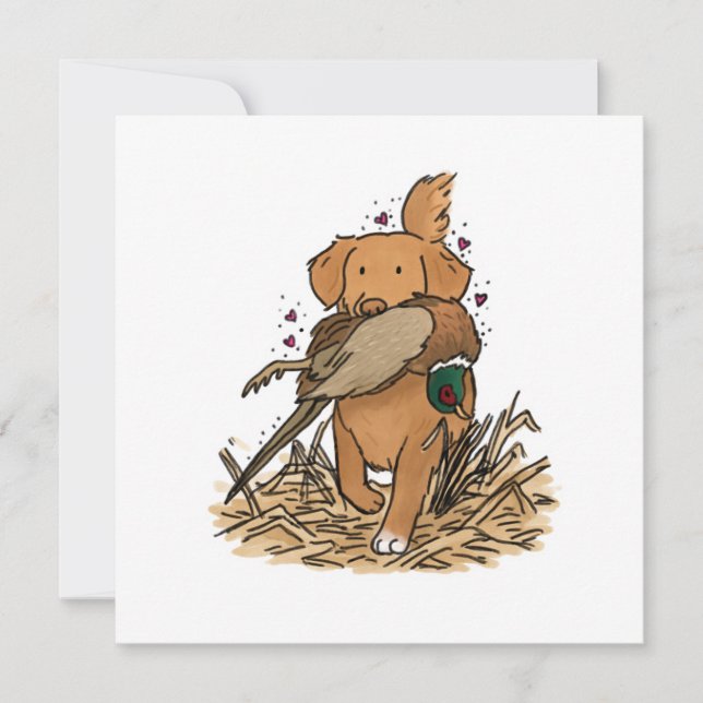 Nova Scotia Duck Tolling Retriever (Vorderseite)
