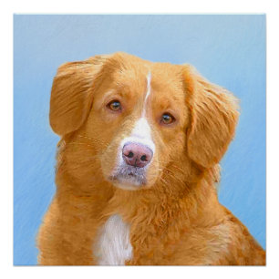 Nova Scotia Duck Tolling Retriever Dog Painting Poster