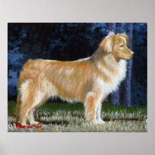 Nova Scotia Duck Tolling Retriever Dog Portrait Poster