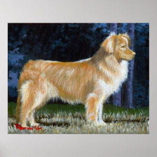 Nova Scotia Duck Tolling Retriever Dog Portrait Poster