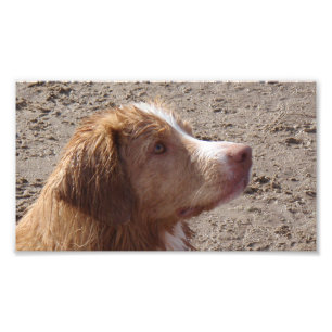 Nova_Scotia_Duck_Tolling_Retriever Fotodruck