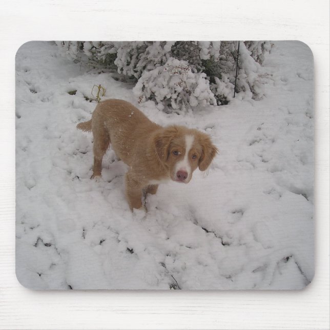 Nova_Scotia_Duck-Tolling_Retriever im Schnee Mousepad (Vorne)