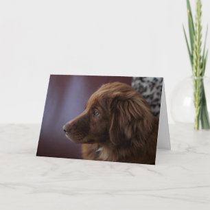 Nova Scotia Duck Tolling Retriever Karte