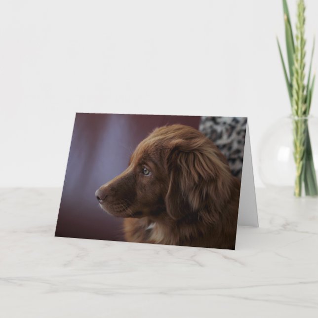 Nova Scotia Duck Tolling Retriever Karte (Vorderseite)