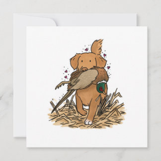 Nova Scotia Duck Tolling Retriever NSDTR