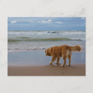 Nova Scotia Duck Tolling Retriever Ocean vorsichti Postkarte