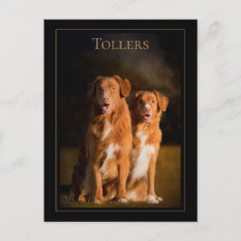 Nova Scotia Duck Tolling Retriever Postcard Postkarte