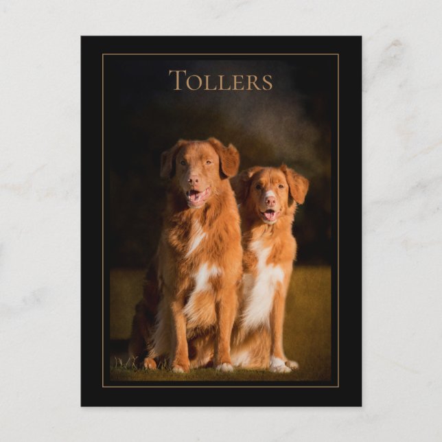 Nova Scotia Duck Tolling Retriever Postcard Postkarte (Vorderseite)