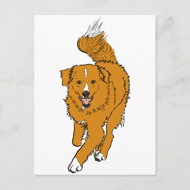 Nova Scotia Duck Tolling Retriever Postkarte (Vorderseite)
