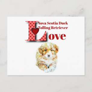 Nova Scotia Duck Tolling Retriever Postkarte