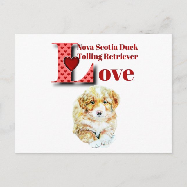 Nova Scotia Duck Tolling Retriever Postkarte (Vorderseite)