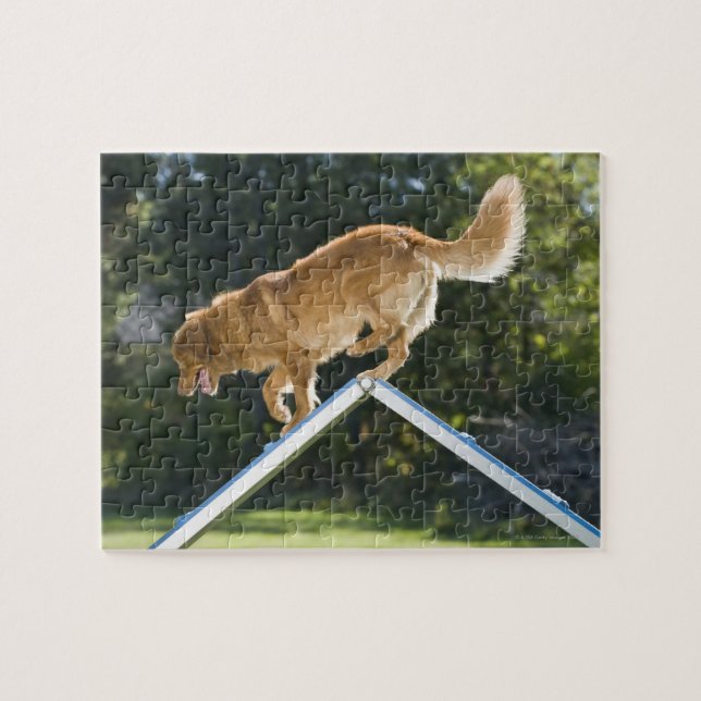 nova scotia duck tolling retriever puzzle (Horizontal)