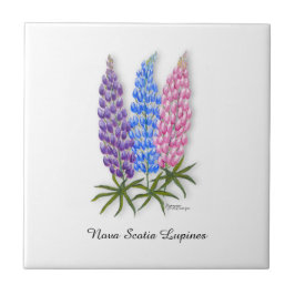 Nova Scotia Lupinen Fliese