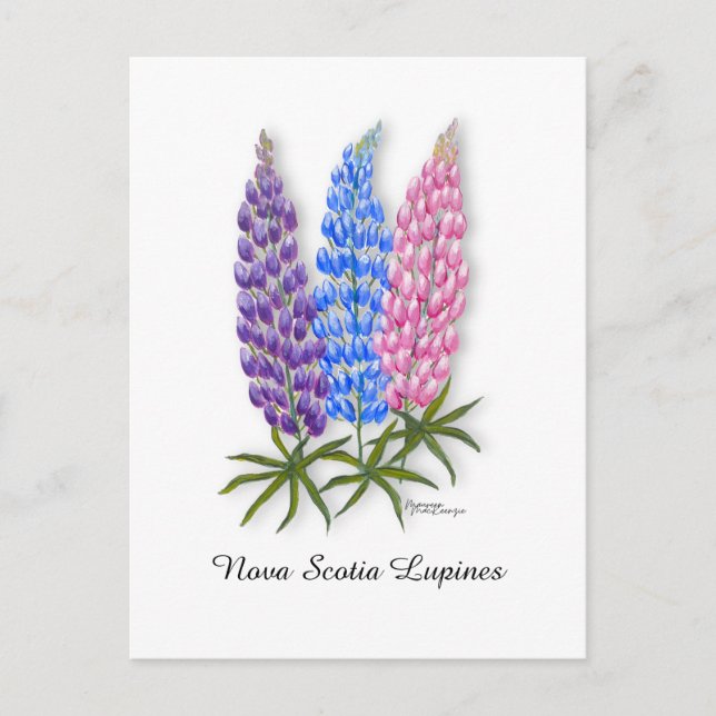 Nova Scotia Lupinen Postkarte (Vorderseite)
