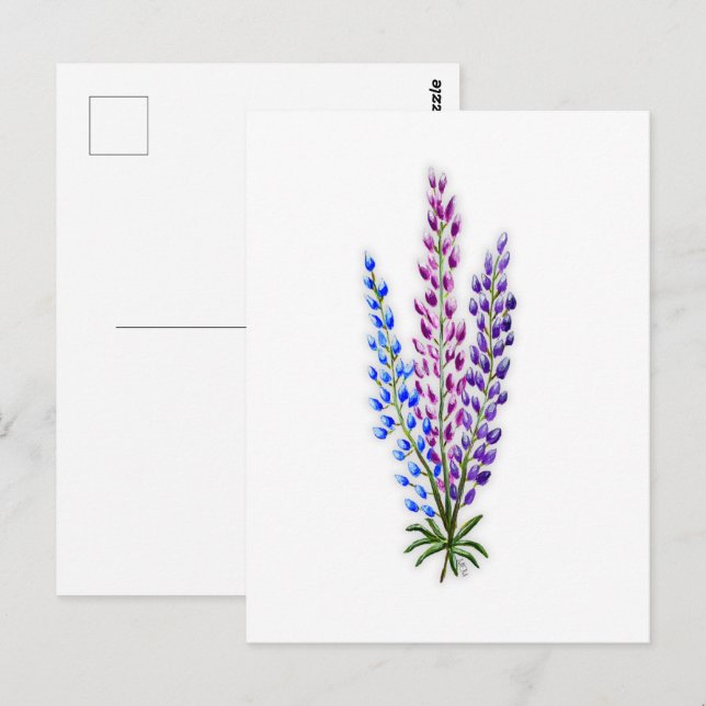 Nova Sotia Lupinen Postkarte (Vorne/Hinten)