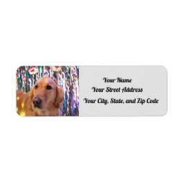 Nova The Golden Retriever - Santa Paws - Adresse