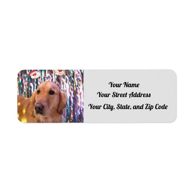 Nova The Golden Retriever - Santa Paws - Adresse (Vorne)