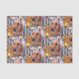 Nova the Golden Retriever Weihnachten Seidenpapier