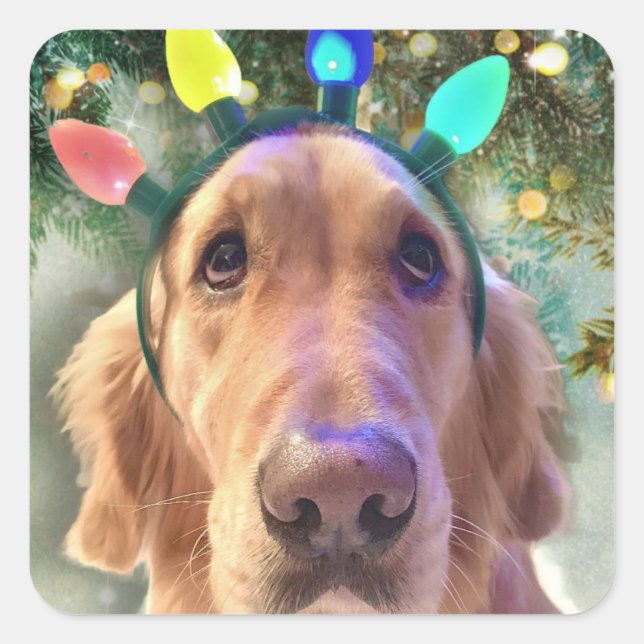 Nova the Golden Retriever - Weihnachtsaufkleber Quadratischer Aufkleber (Vorderseite)