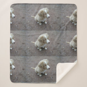 NovaScotiaDuckTollingRetriever-Welpe sitzend Sherpadecke