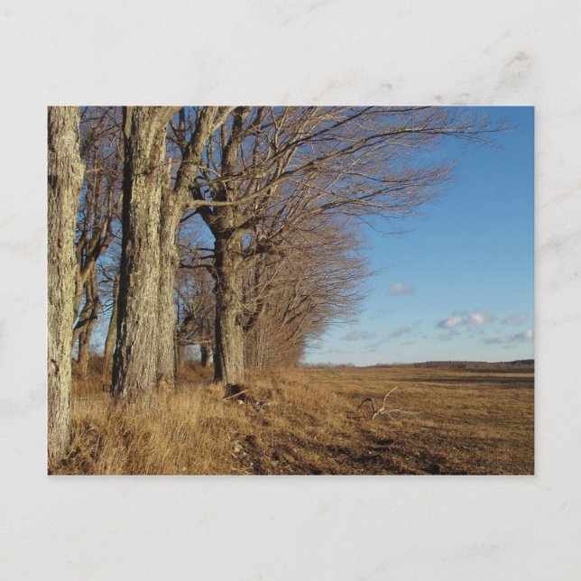 November Feld I Postkarte (Vorderseite)