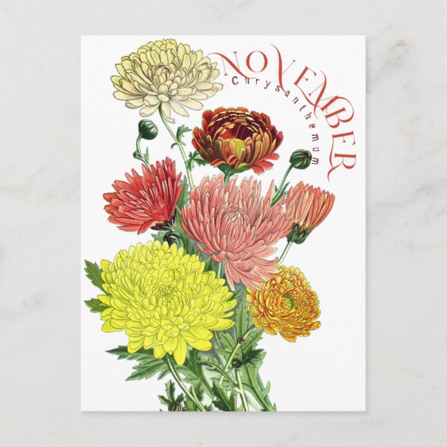 November Monat Blume Chrysanthemum Extravagant Pos Postkarte (Vorderseite)