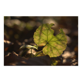 November Sun CC0305 Foto Print