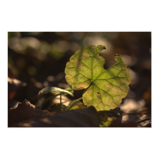 November Sun CC0305 Foto Print (Vorne)