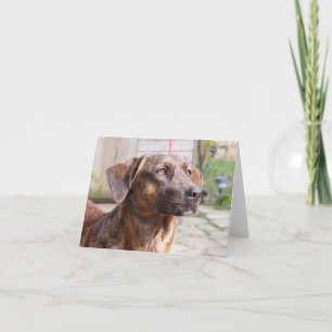 Nowzad Rescue Dog Brin Notecard Karte