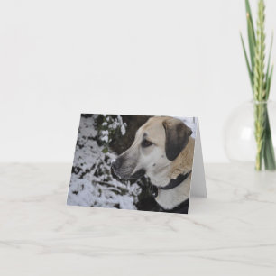 Nowzad Rescue Dog Kilo Notecard Karte