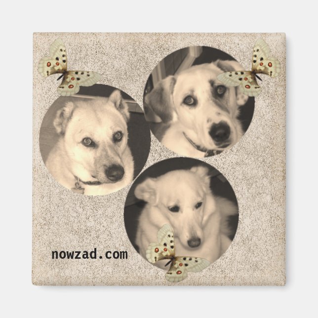 Nowzad Rescue Dogs Magnet (Vorne)