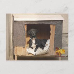 Nowzad Rescue Postcard Postkarte