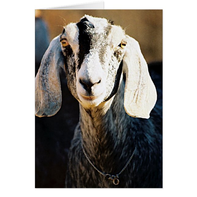 Nubian Beauty (Vorne)