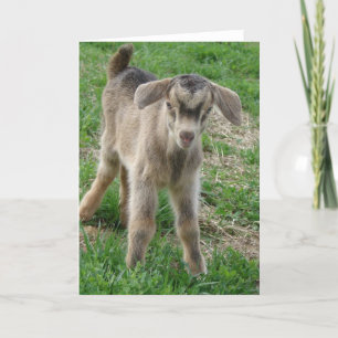 Nubian Billy Kid in One-Day-Old Karte