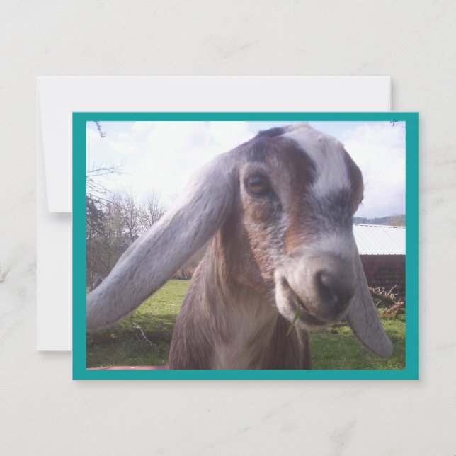 Nubian Goat (Vorderseite)