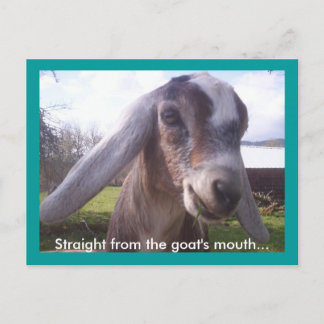Nubian Goat Postkarte