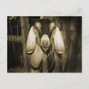 Nubian macht sepia Kopf auf dem Weg aus dem Tor Postkarte