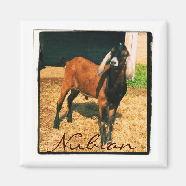 Nubian Magnet - Platz (Vorne)