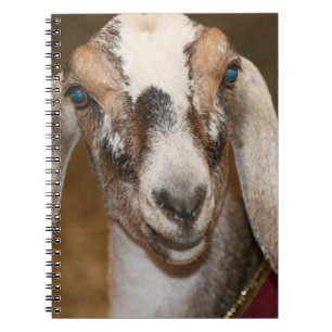 Nubian Molkereiziegen-Damhirschkuh-weißes Notizblock