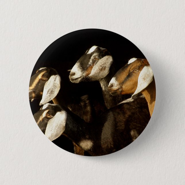 Nubians tut fokussiert button (Vorderseite)