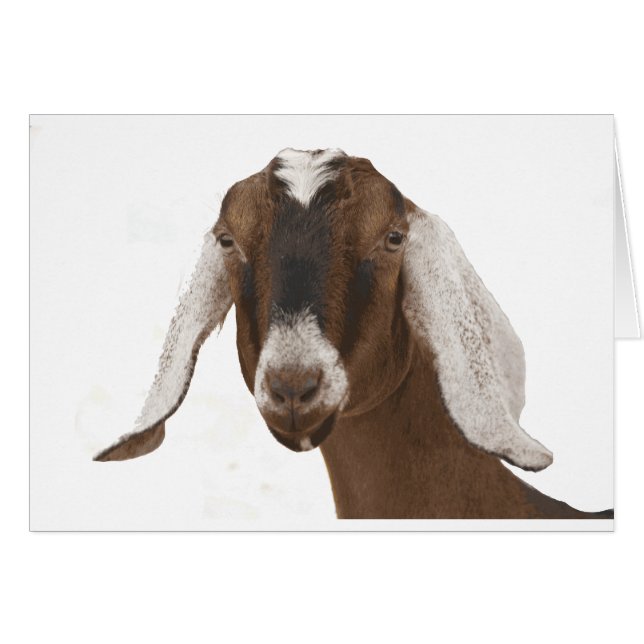 nubisch (Vorderseite (Horizontal))