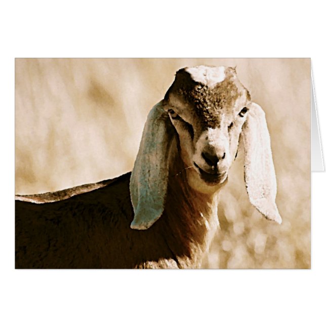 nubisch (Vorderseite (Horizontal))