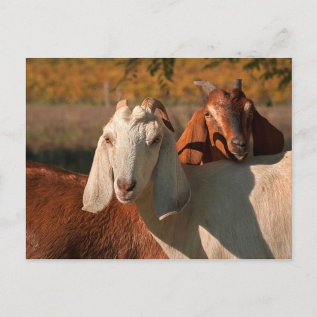 nubische Ziegen Postkarte (Vorderseite)