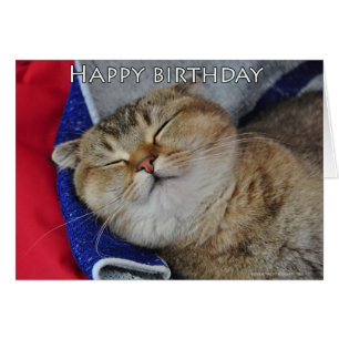 Nudeln die schottische Falten-Katze schläft